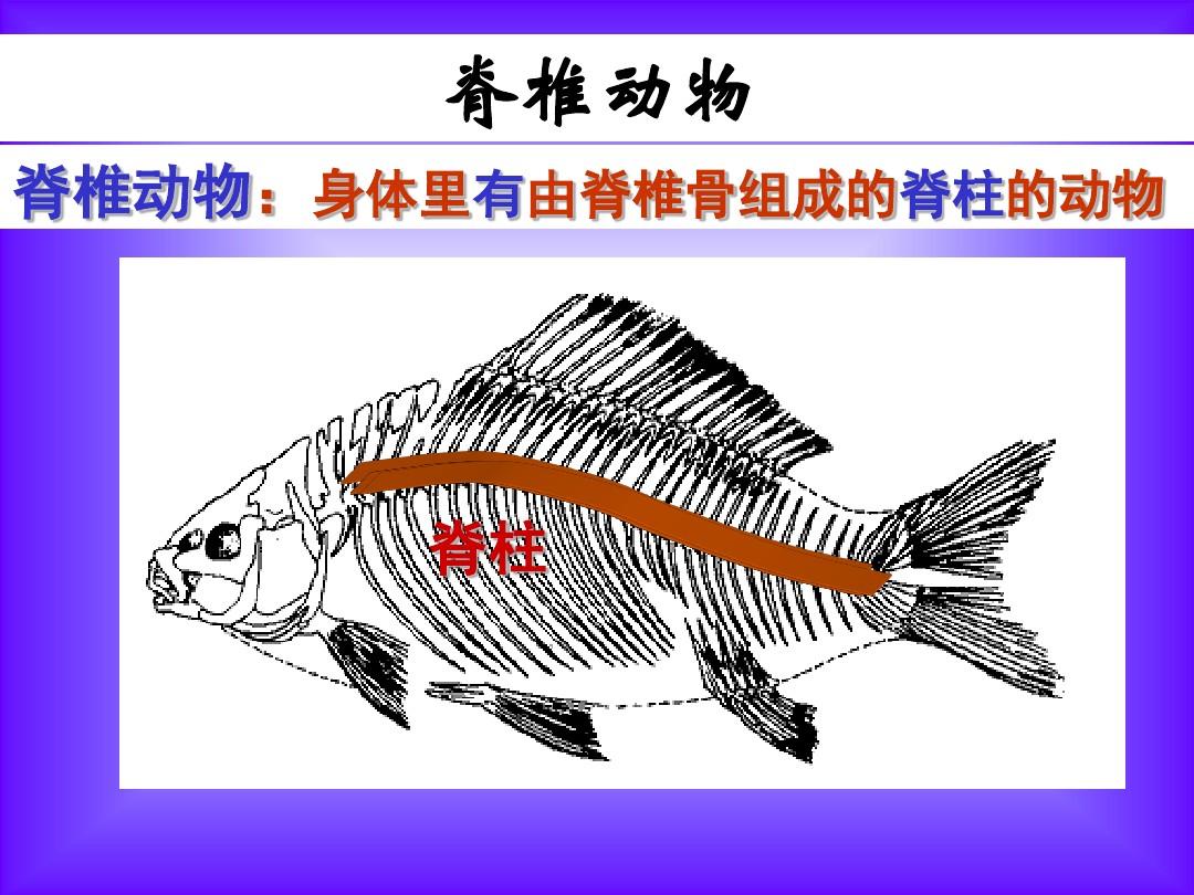 人教版八年级上册生物5.1.4鱼(48张PPT)