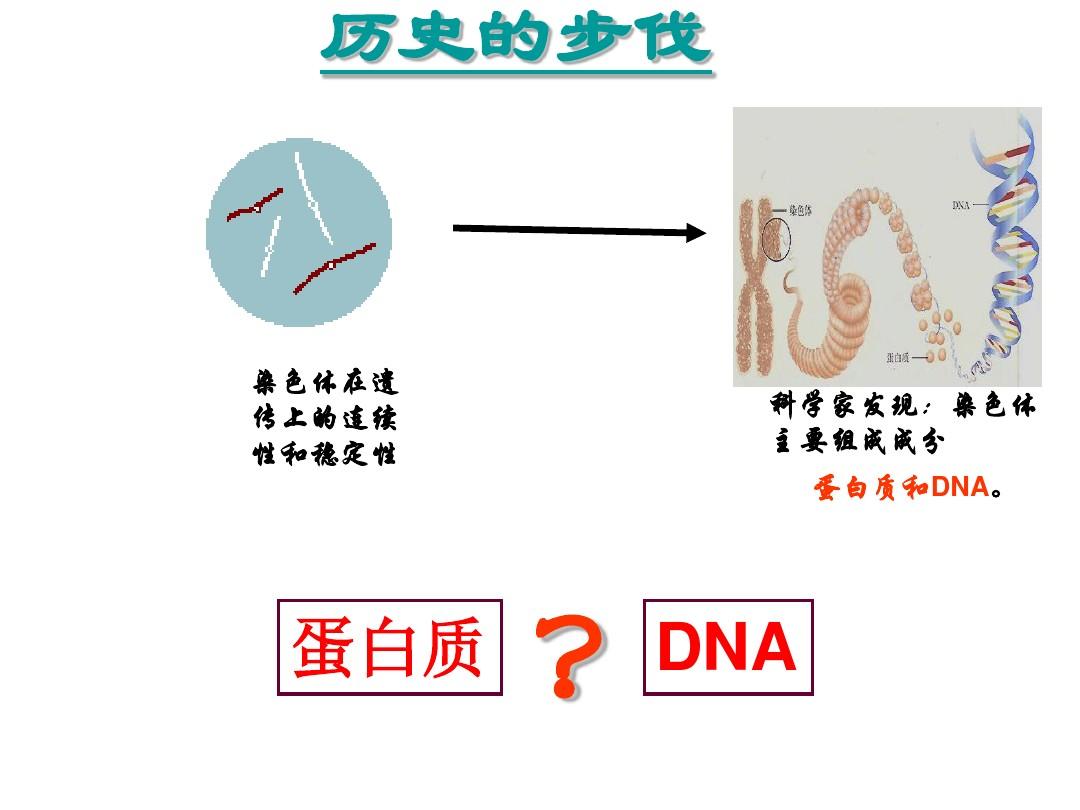 (上课)DNA是主要的遗传物质一轮复习课件资料