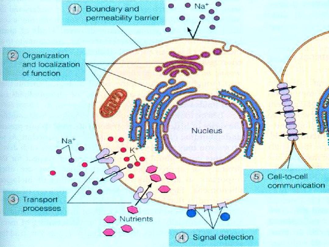 细胞基质与细胞内膜系统