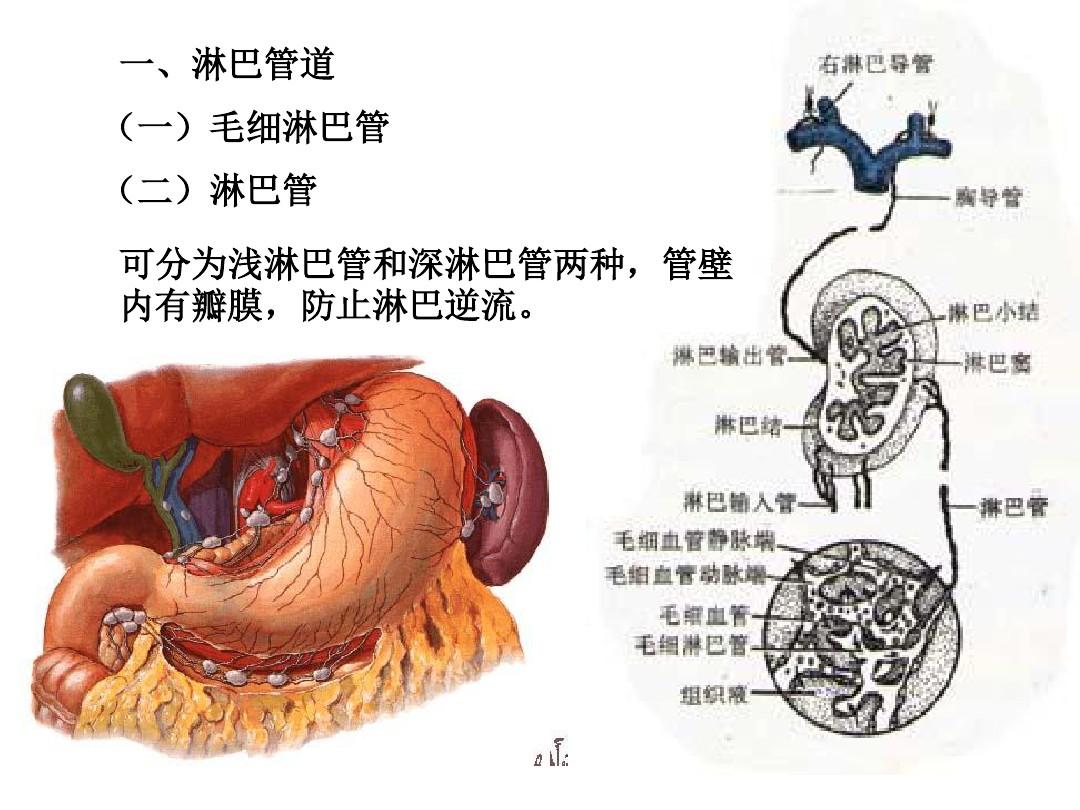 系统解剖学(淋巴系统)