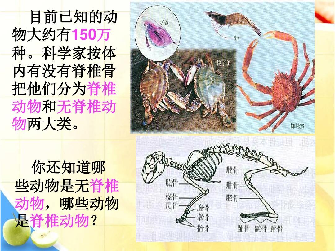 (新)人教版八年级生物上册5.1.1《腔肠动物和扁形动物》精品课件(共32张PPT)