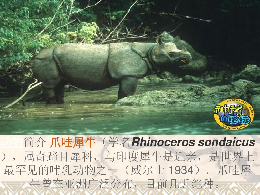 世界十大珍稀动物及中国珍稀动物图片展示