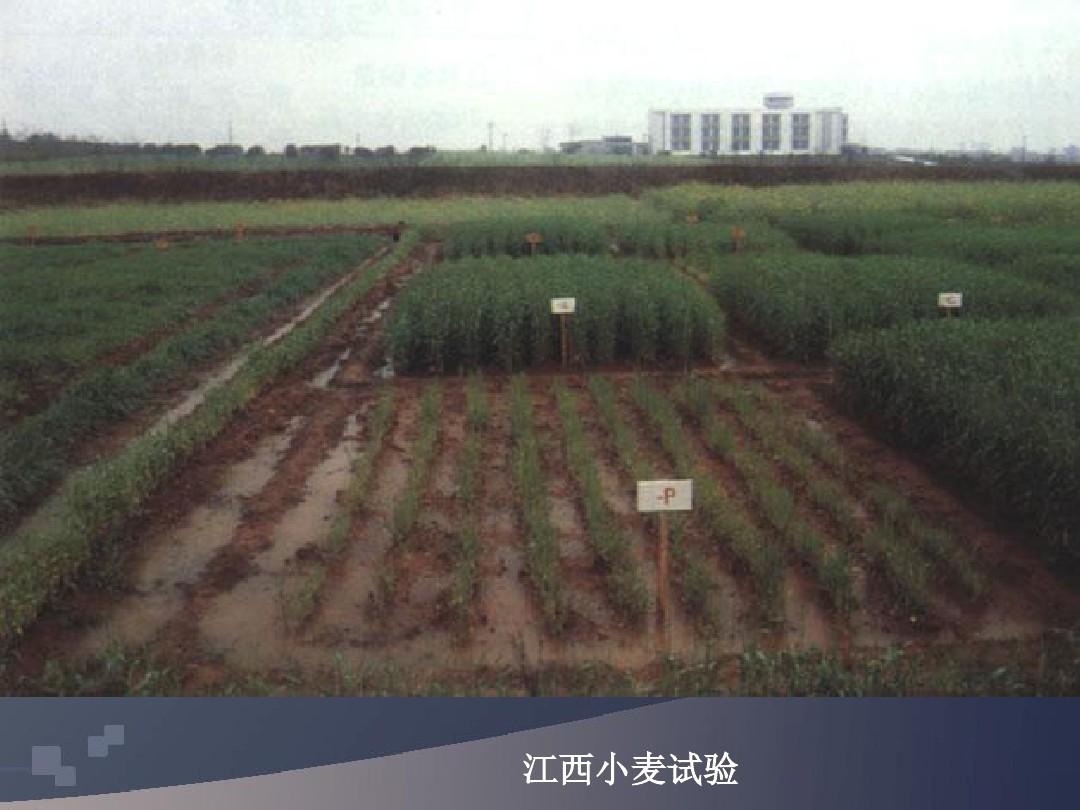 植物磷素营养及磷肥_土壤肥料学