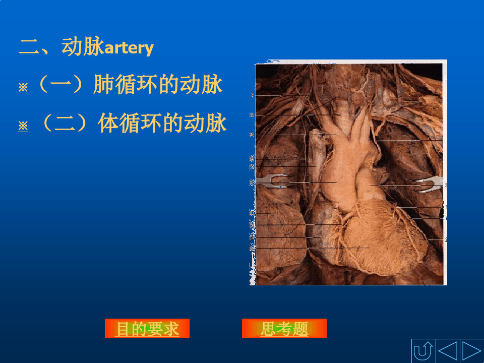 人体解剖学原理之动脉结构