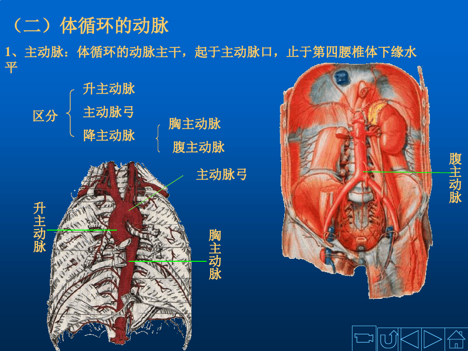 人体解剖学原理之动脉结构