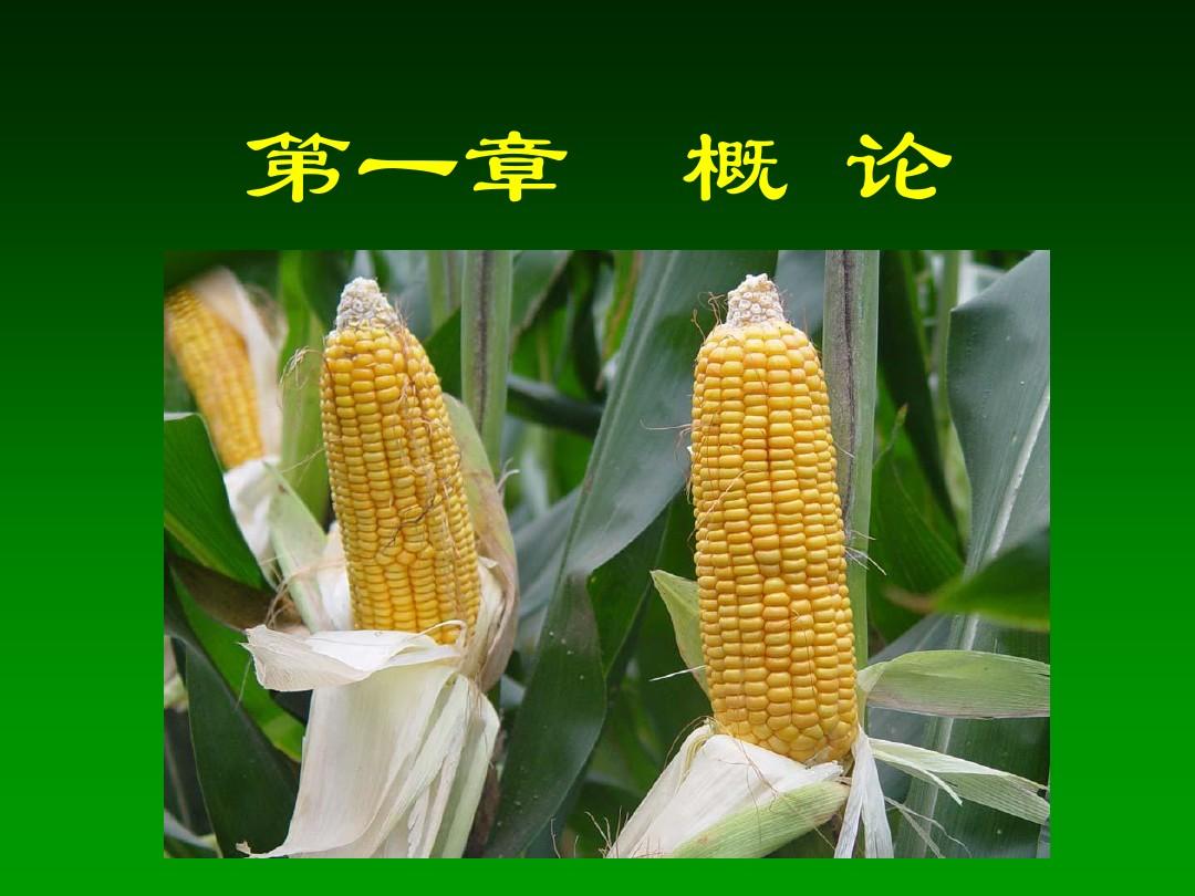玉米栽培