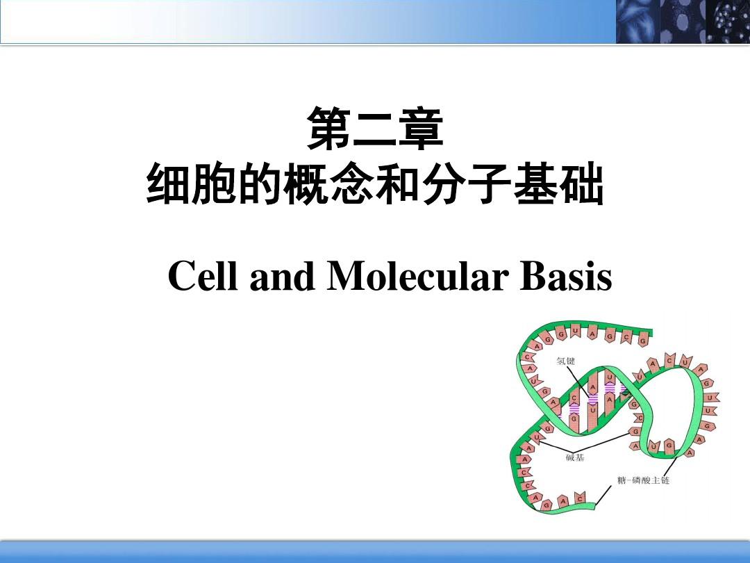 2. 细胞的概念和分子基础