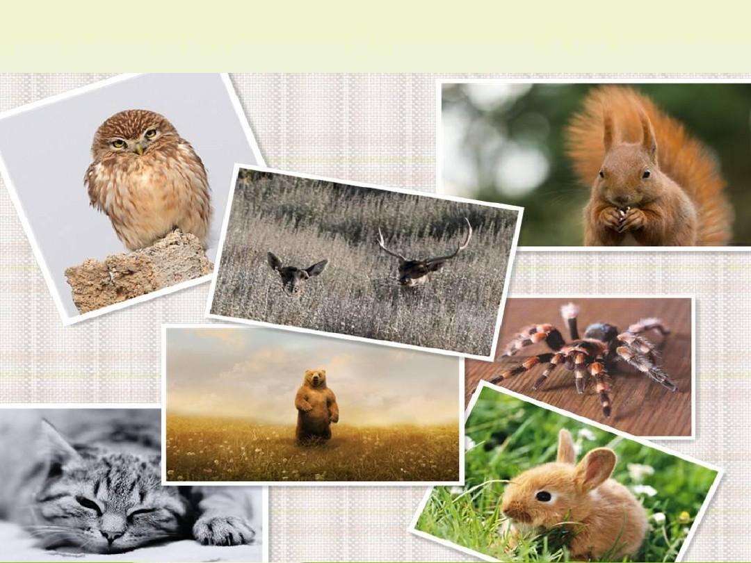 世界动物保护日教育课件