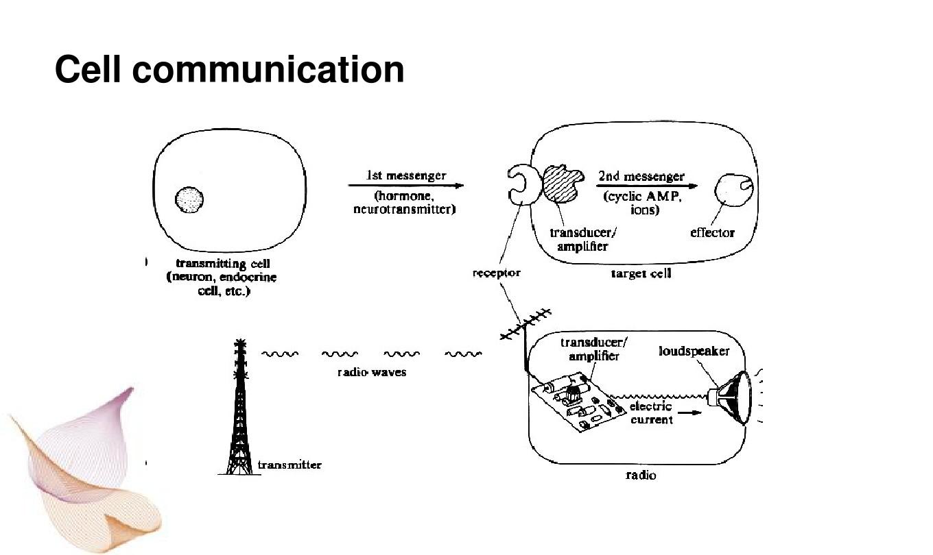 Diffusible signals and interspecies       communication   in bacteria