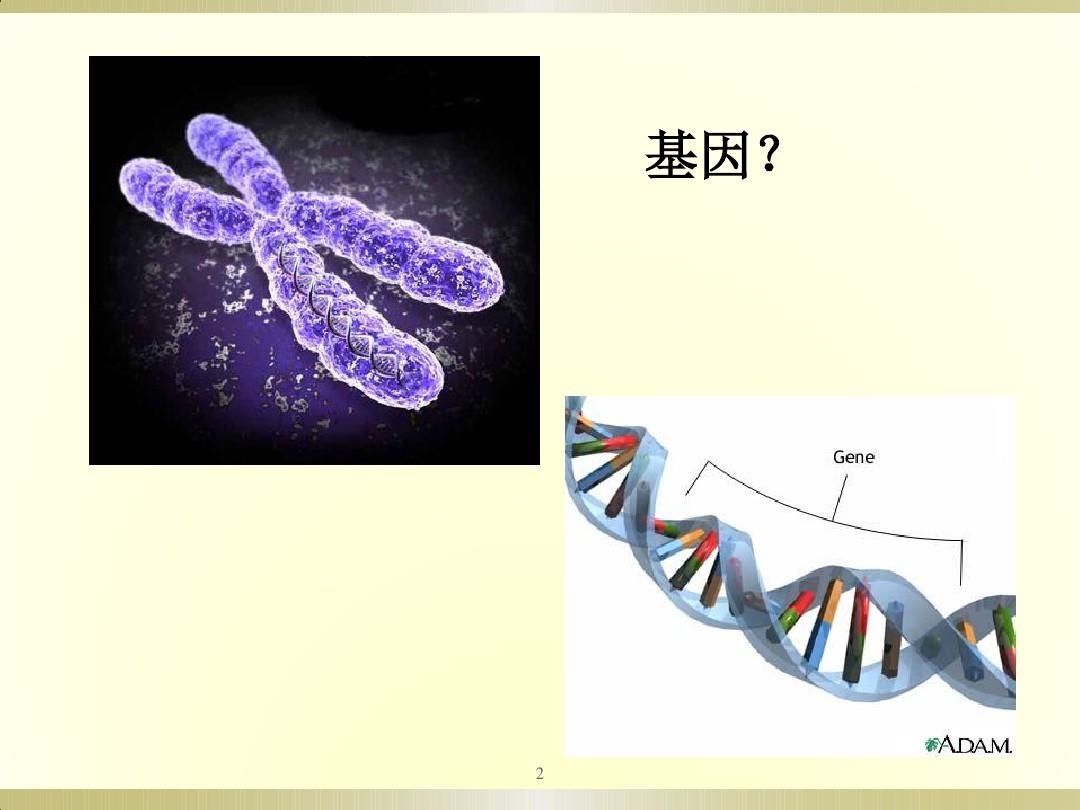 基因和基因组ppt课件