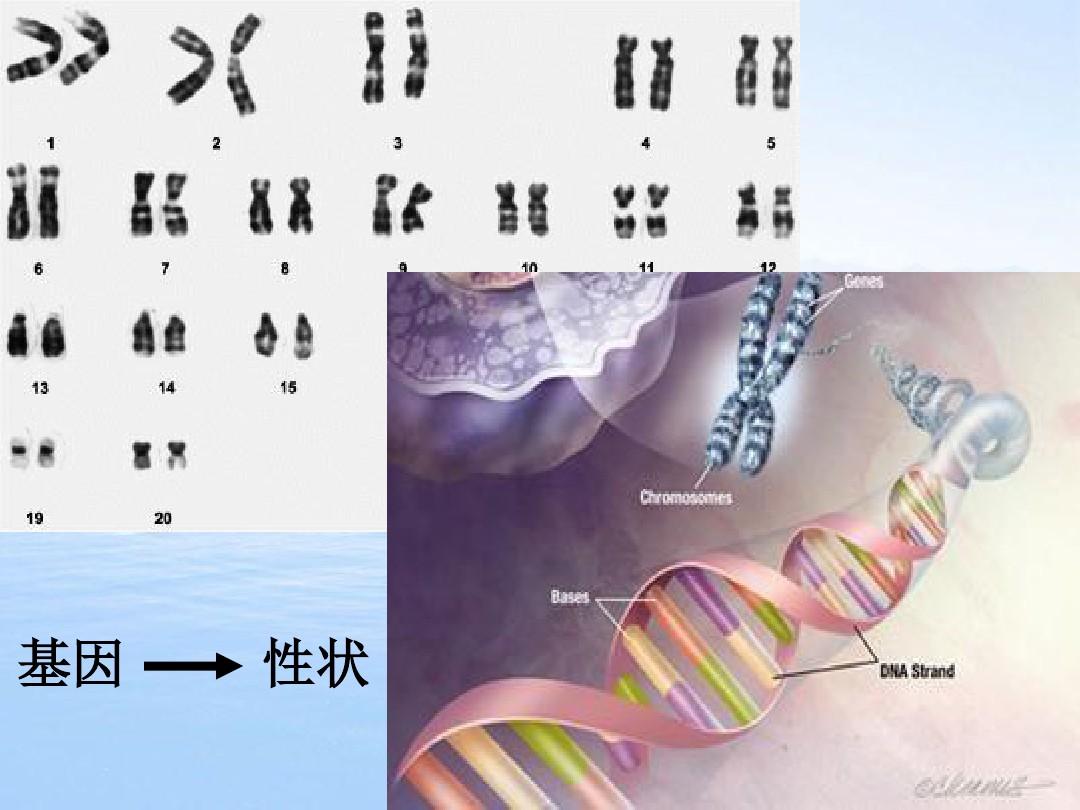 单基因遗传病和多基因遗传病