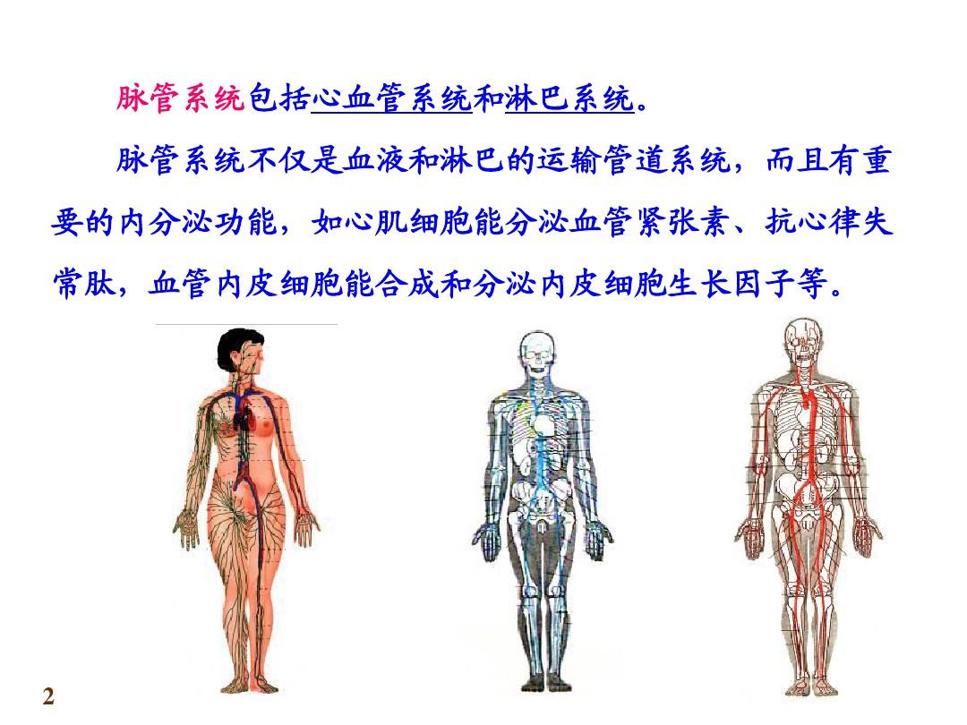 人体解剖学心血管系统PPT课件