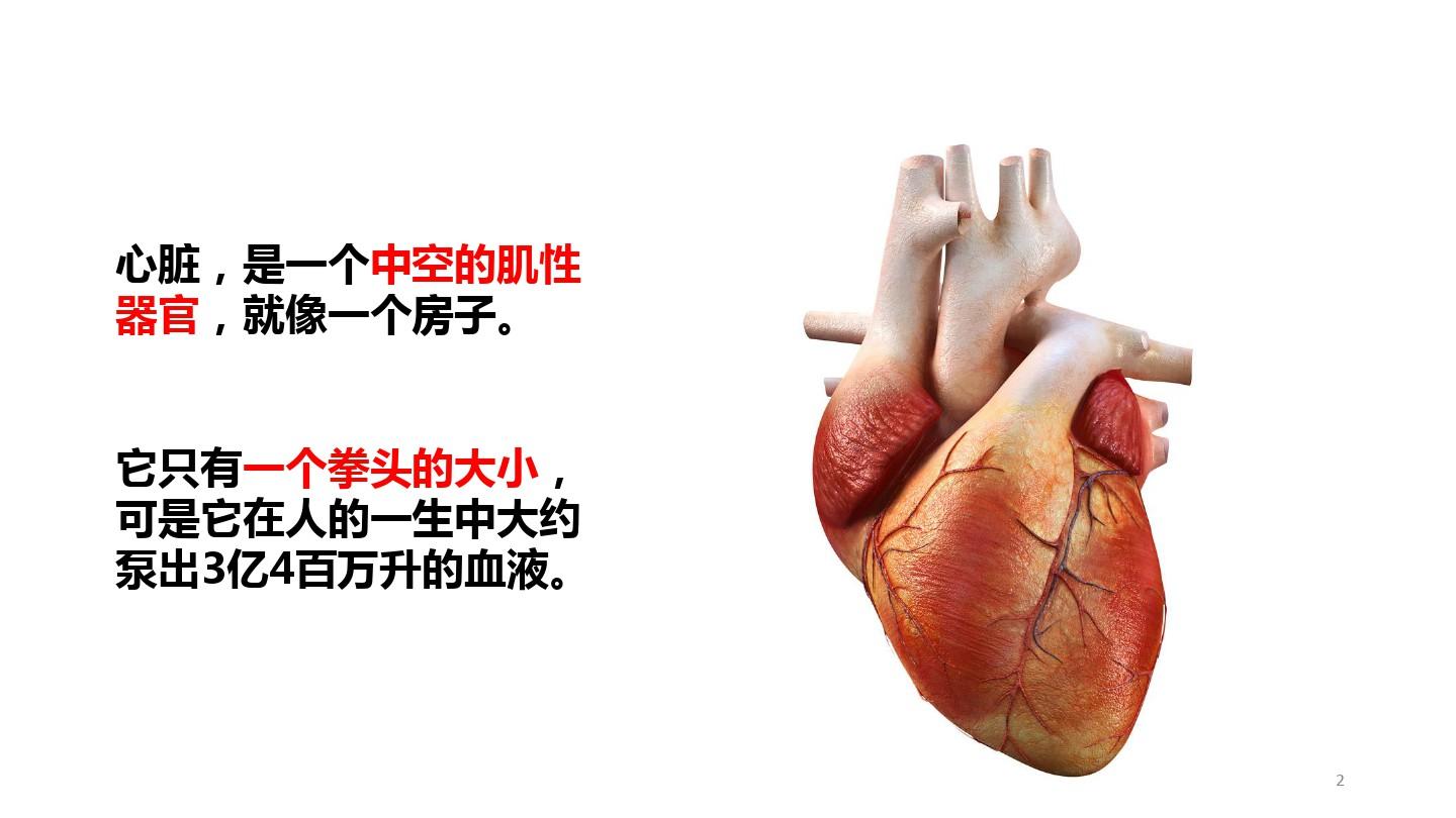 心脏解剖基础知识PPT课件