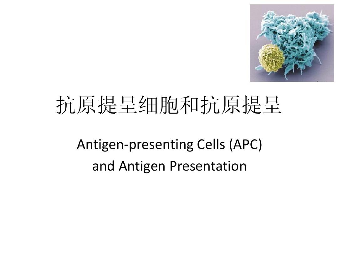 APC抗原递呈细胞
