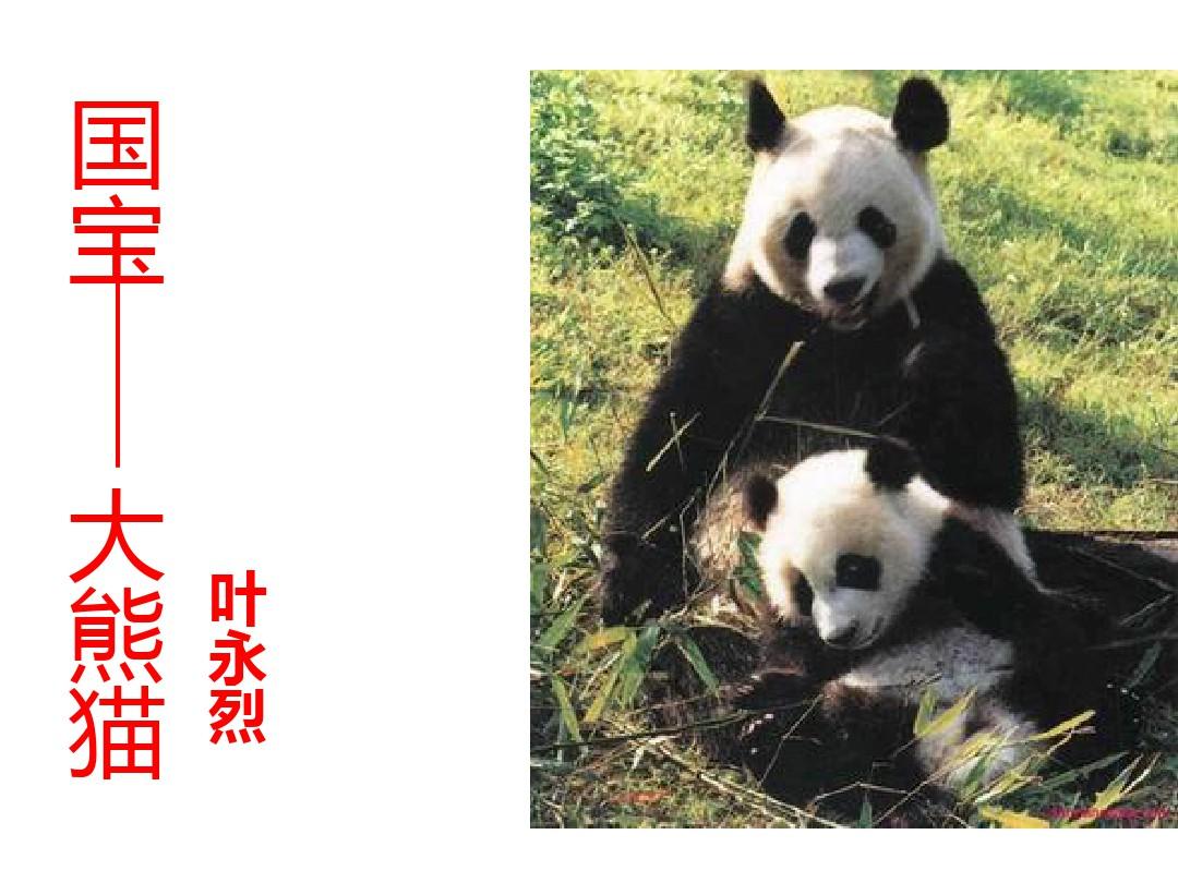 国宝大熊猫 课件