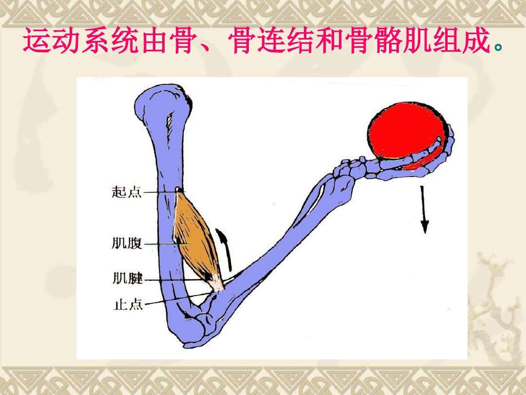运动解剖学__第三章_运动系统--骨学总论