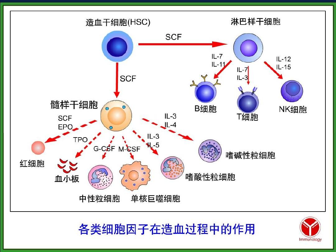 免疫细胞PPT幻灯片