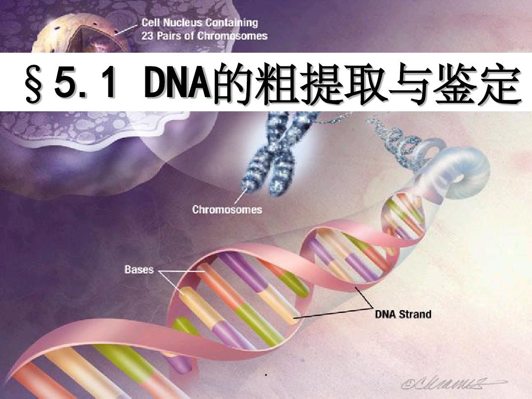 高中生物选修一DNA的粗提取与鉴定.ppt课件