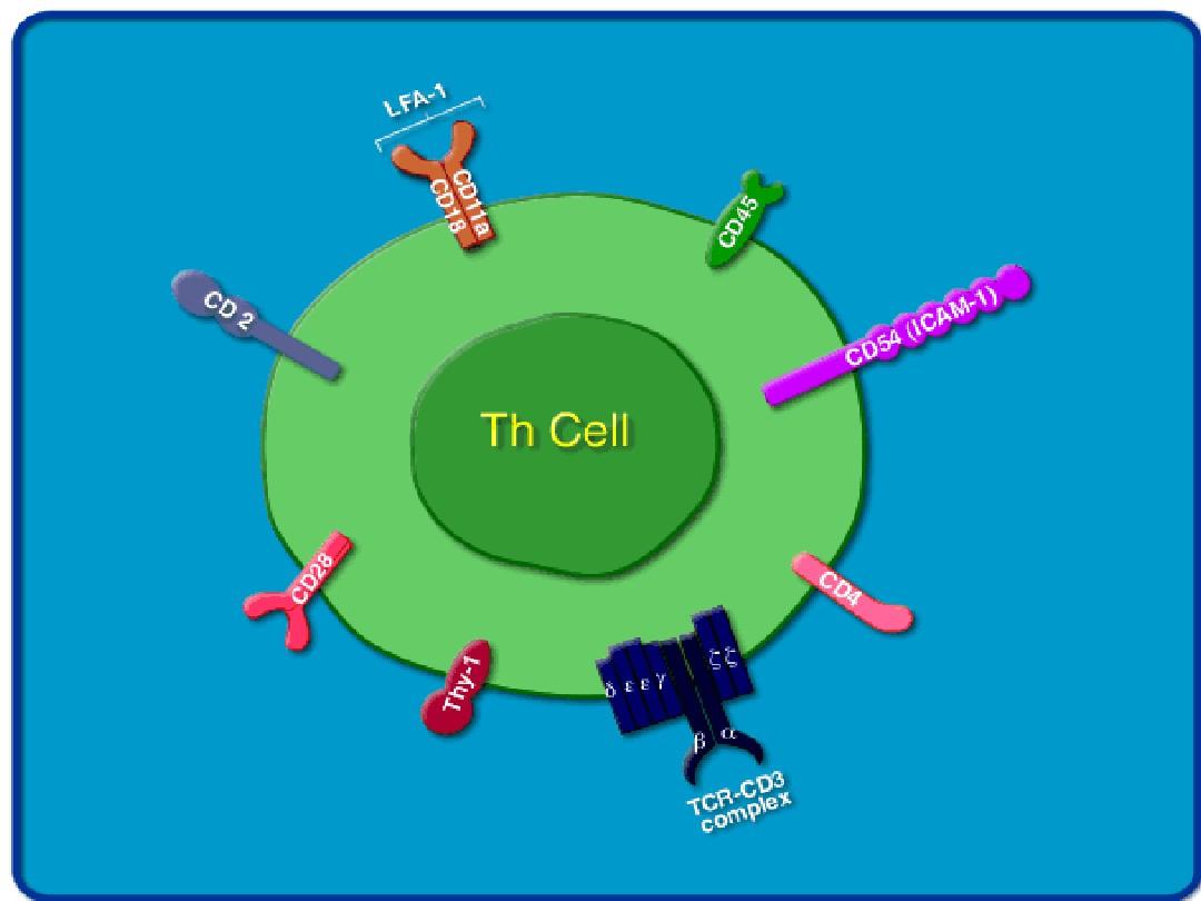 免疫细胞膜膜分子