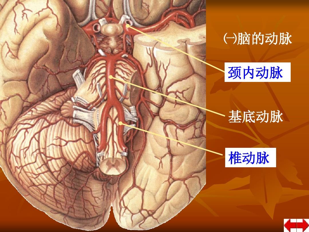 脑血管解剖图解.PPT12