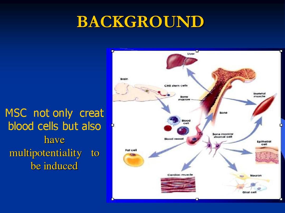 骨髓间质干细胞体外分化为