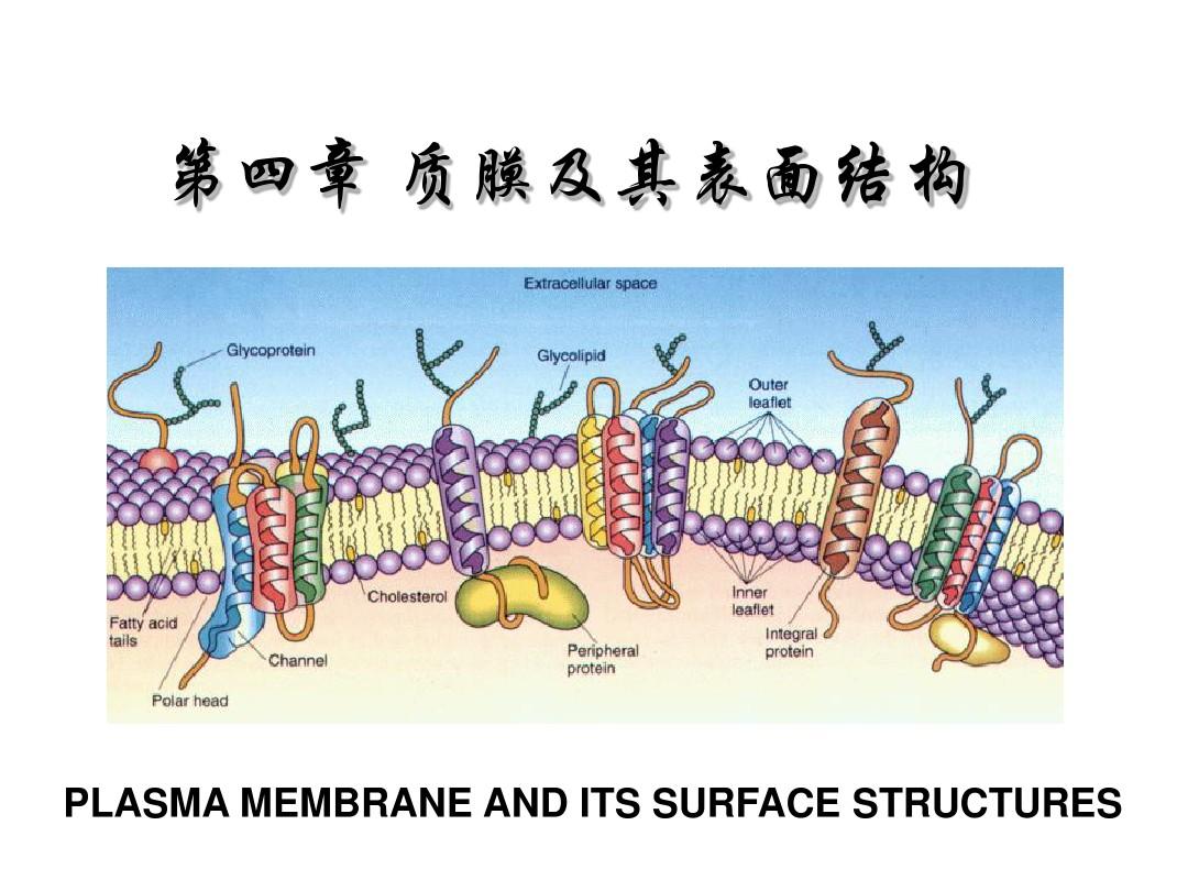 质膜及其表面结构(精)