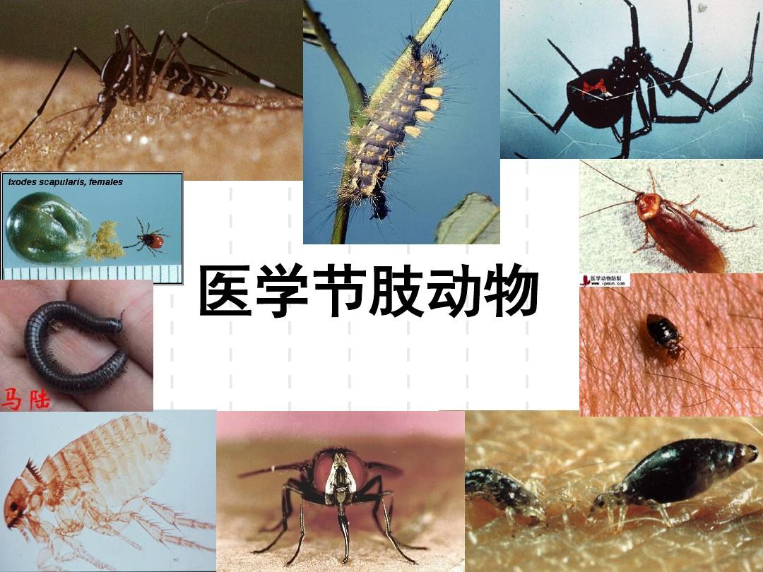 1节肢动物概论-昆虫纲概述-蚊①总结