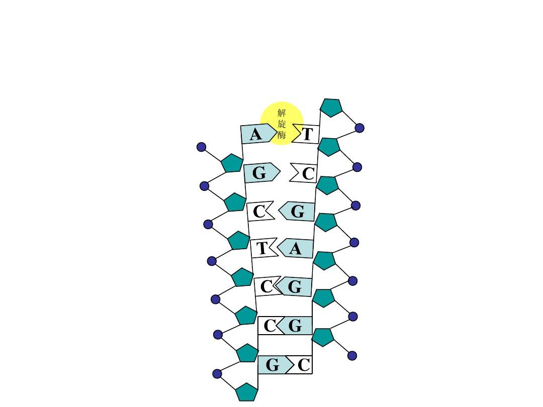 DNA复制动画