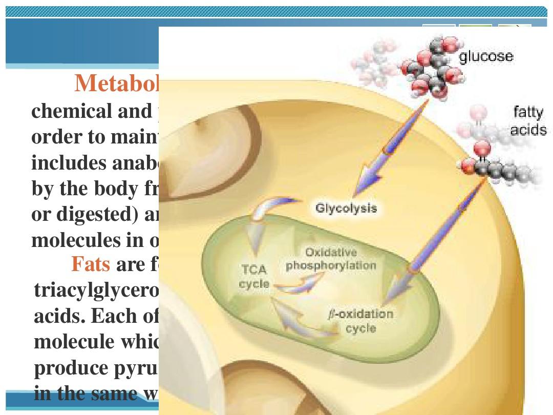 脂蛋白代谢