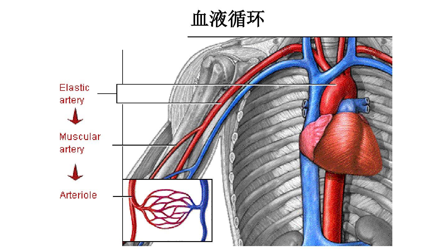 生理学心脏生理