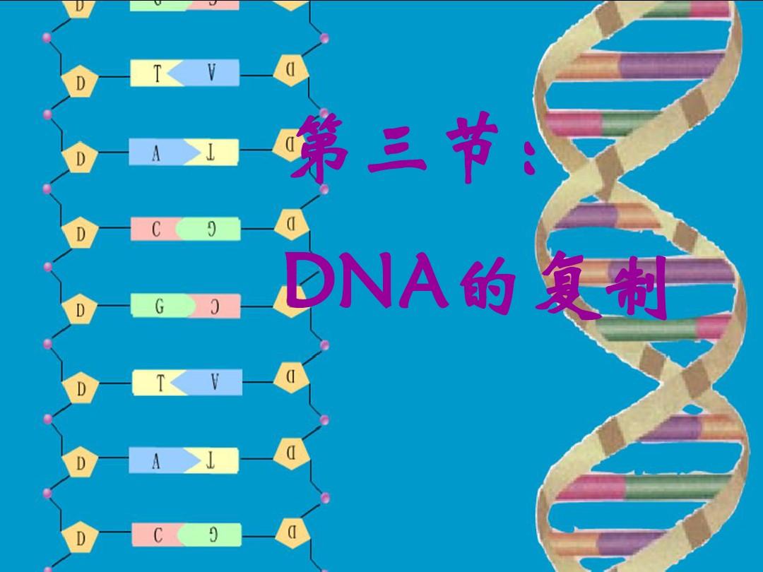 DNA复制