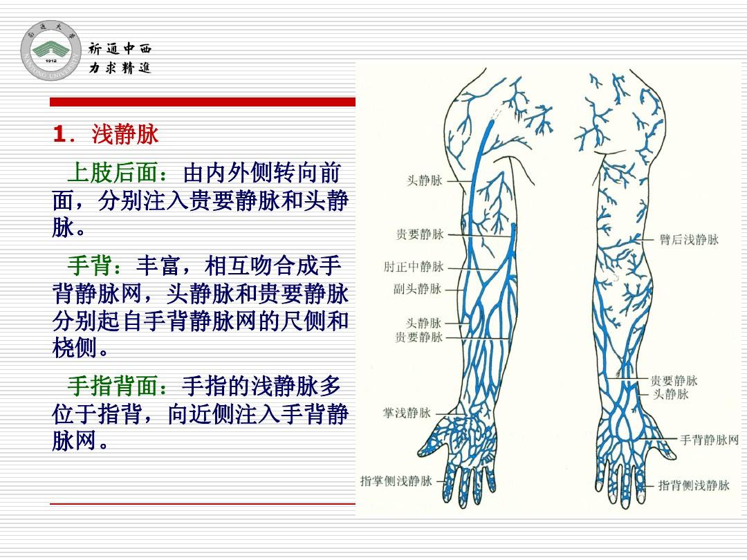 医用局部解剖学-肩胛区、三角肌区、臂和前臂后区、腕后区、手背和手指背面