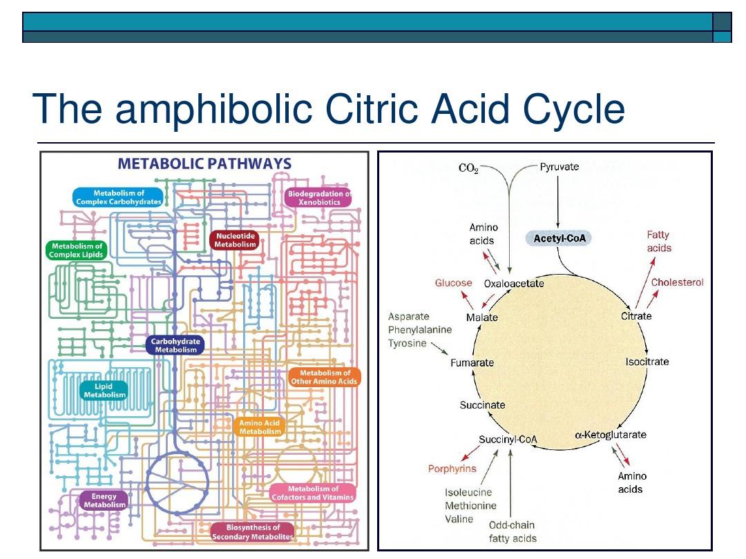 三羧酸循环-TCA Cycle