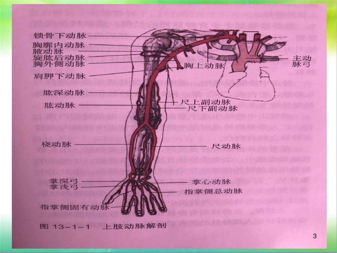 上肢血管解剖ppt课件