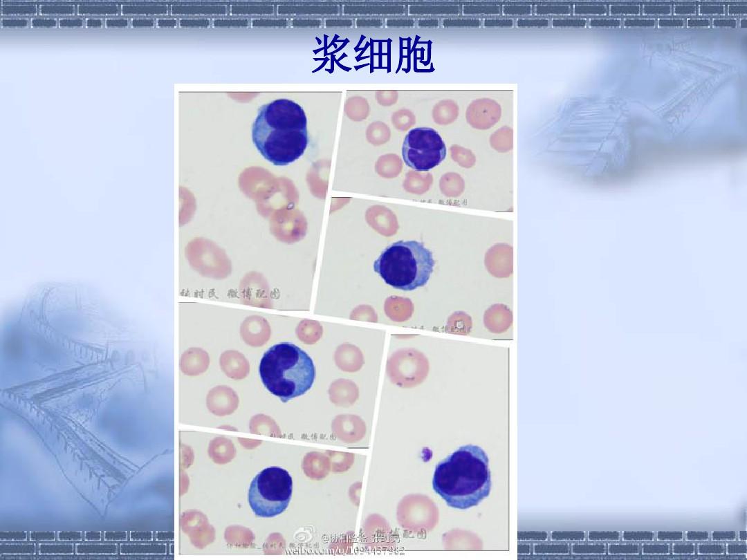 血液图谱之粒细胞系