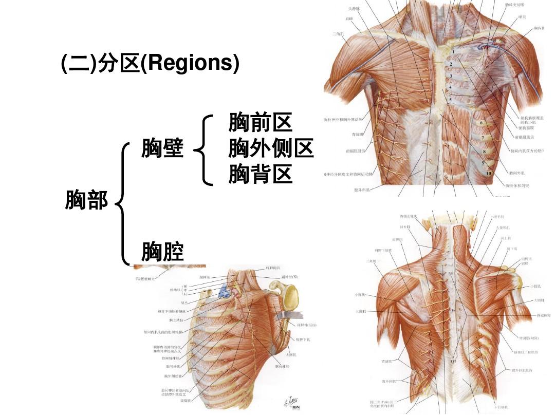 局部解剖学-胸部