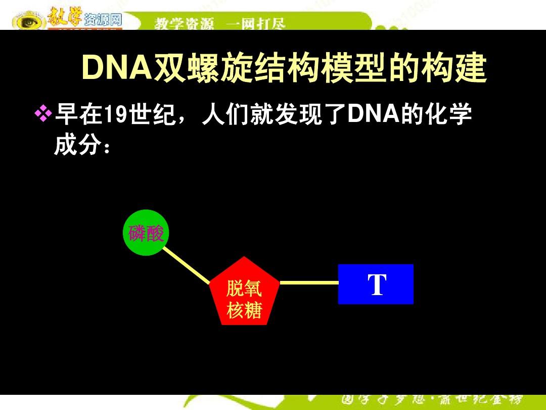 生物：3.2《DNA分子的结构》课件(新人教版必修2)