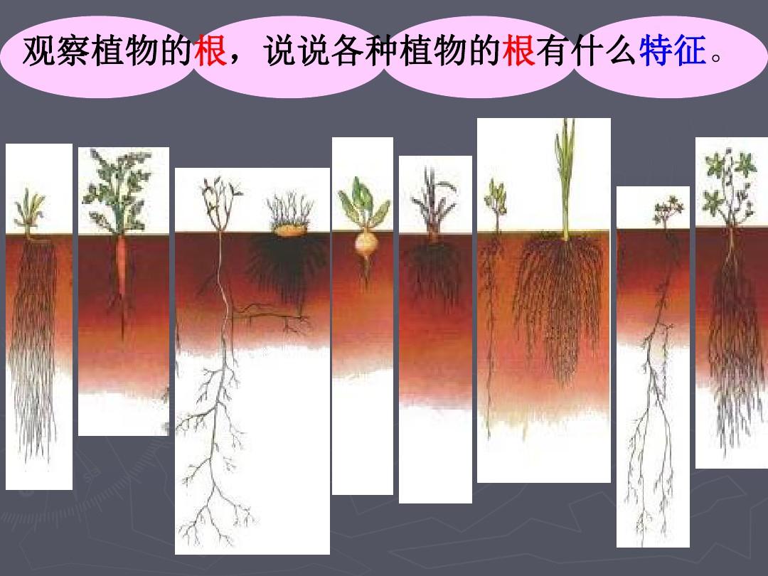 小学科学 植物的根