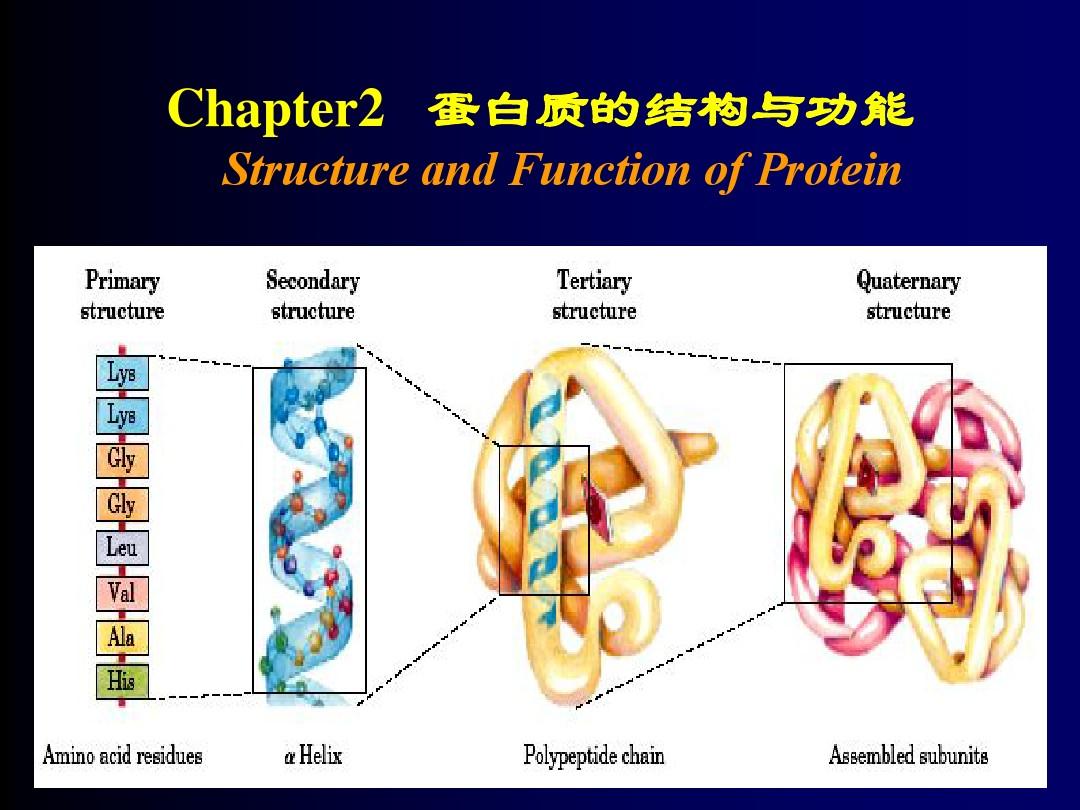 第二章   蛋白质的结构与功能