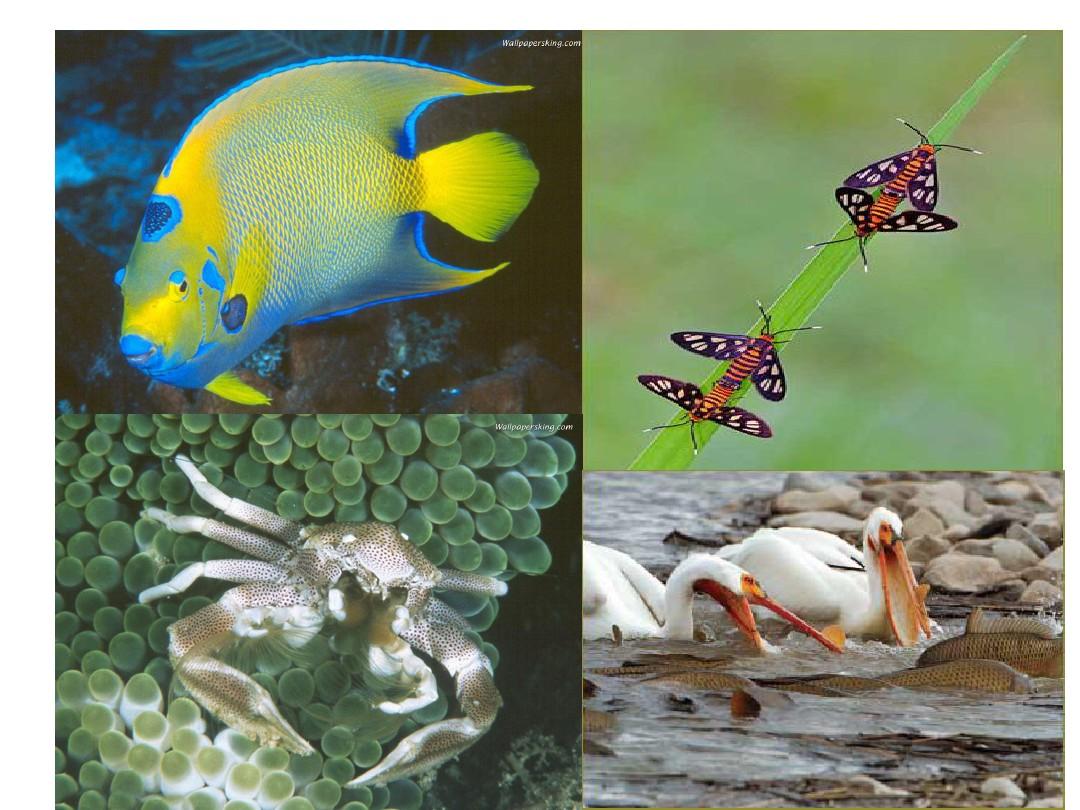 高中生物(人教版)三共同进化和生物多样性的形成课件
