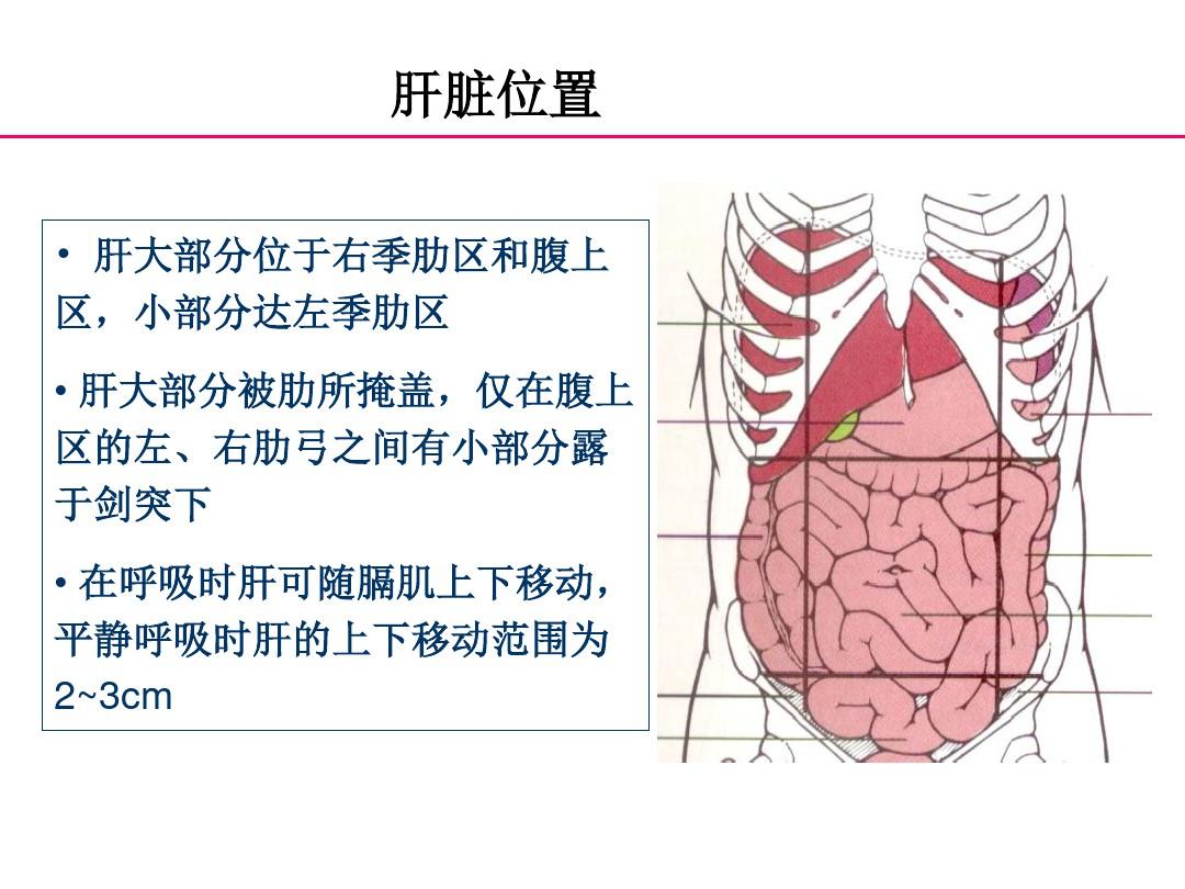 正常肝脏解剖和组织结构90450