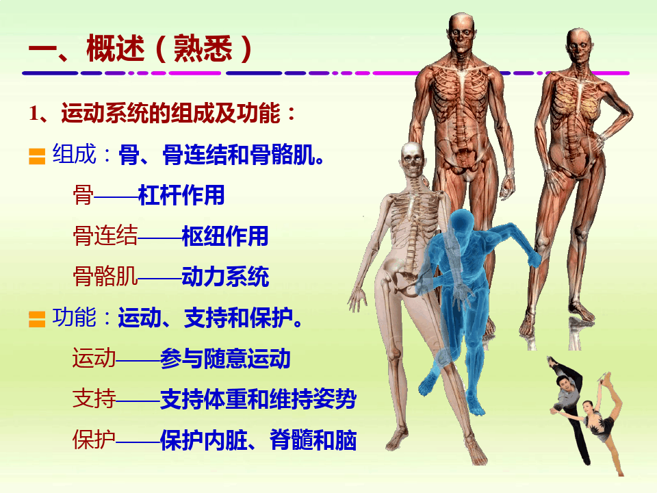 人体解剖学ppt课件