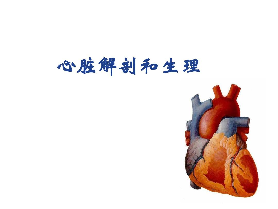 心脏解剖和生理