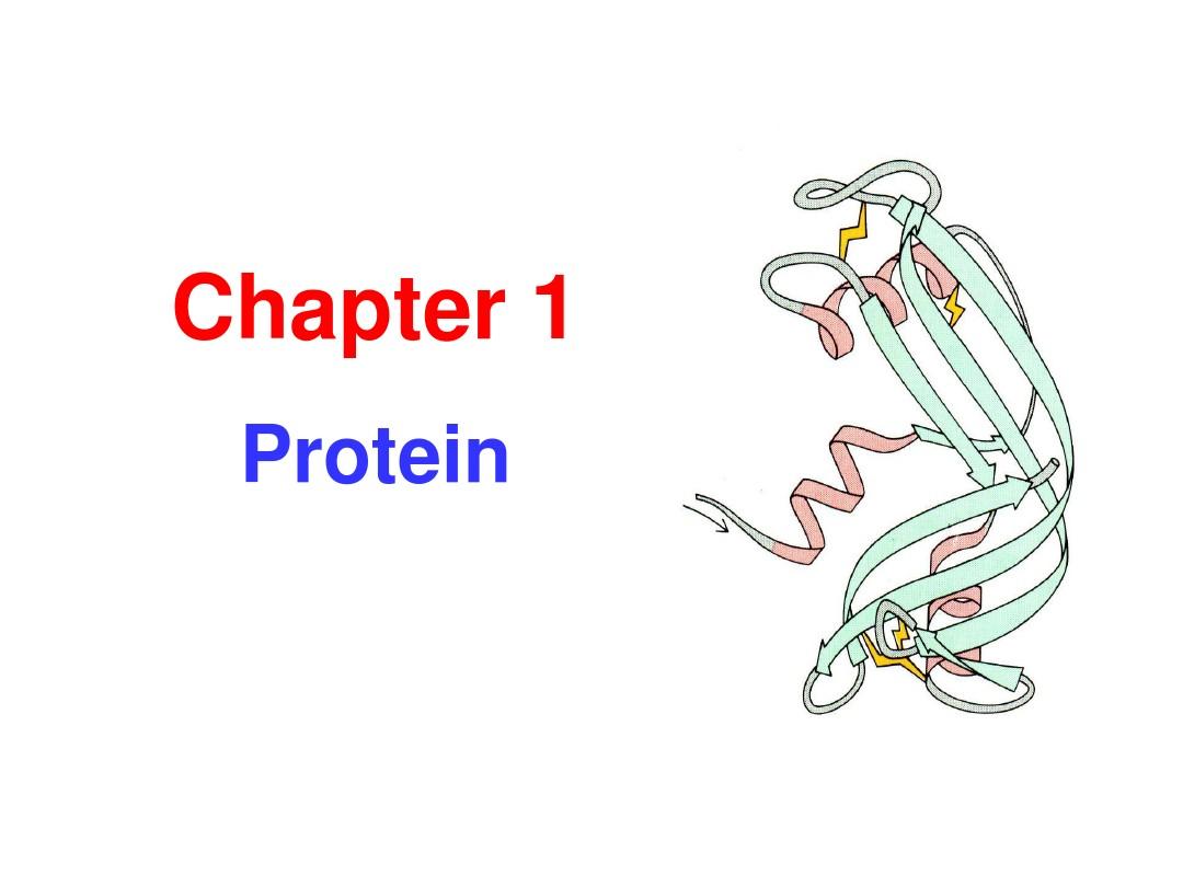 Chapter1 Protein