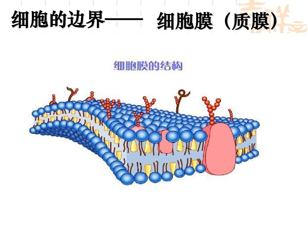 细胞膜和细胞壁