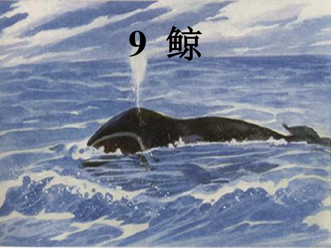 人教版五年级上册第九课《鲸》课件