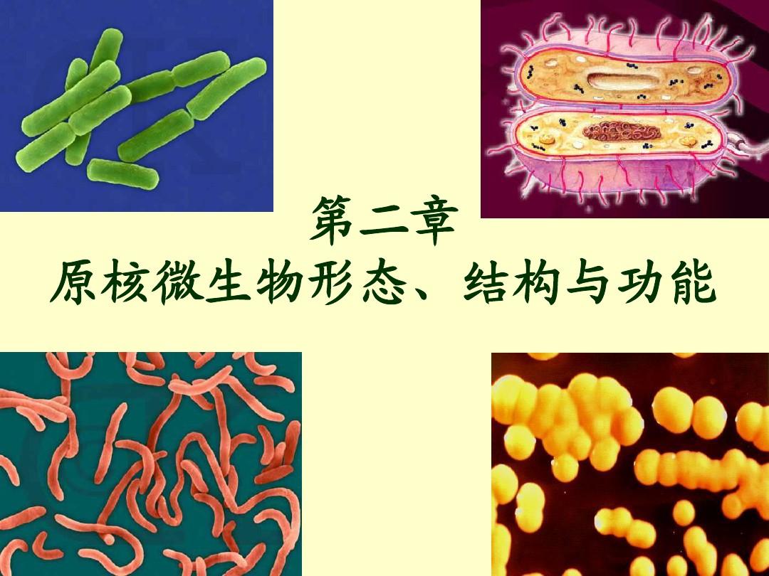 第二章原核微生物形态、构造及功能1(刘)
