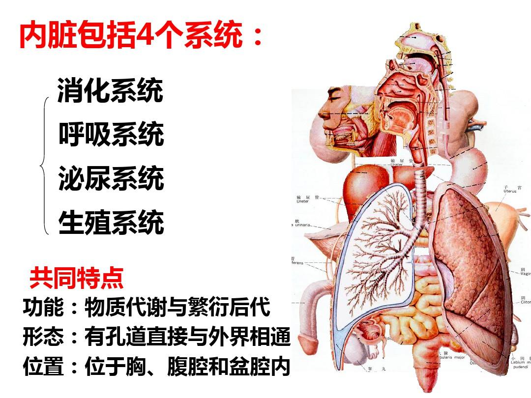 (三)消化系统、呼吸系统总结