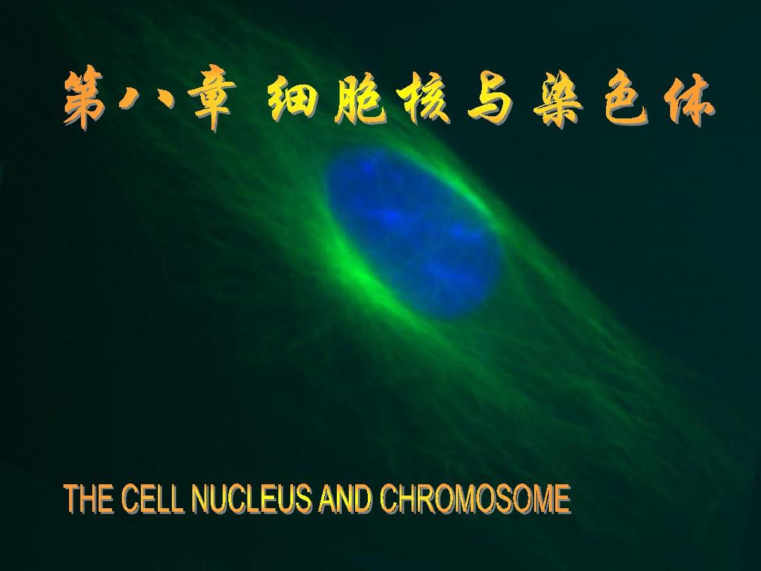 第十章细胞核与染色体