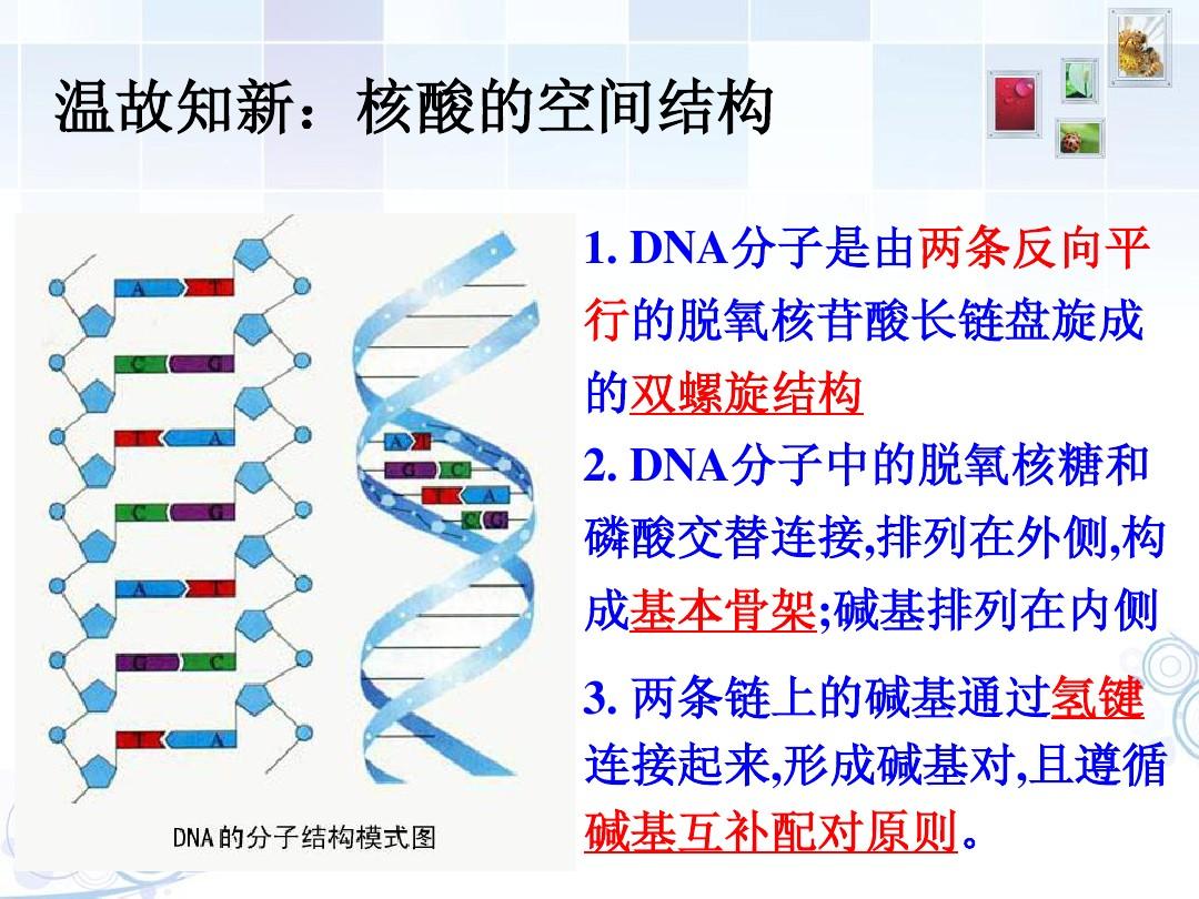 生物选修三 专题一   基因工程